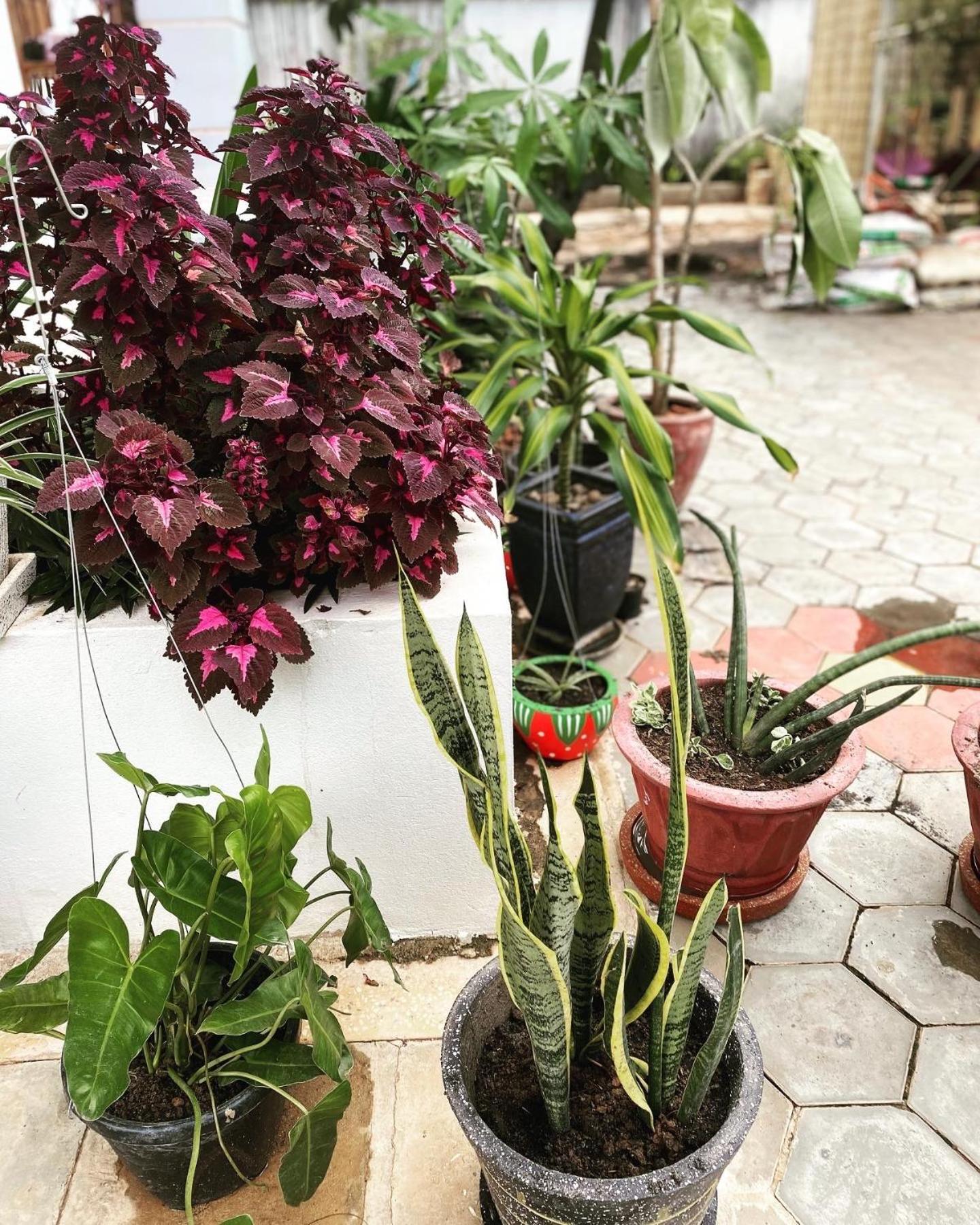 Bloom Garden Bed & Breakfast Σιέμ Ρέαπ Εξωτερικό φωτογραφία